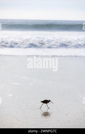 Vögel durchstreifen den Strand auf der Suche nach Krabben, um in Malibu zu essen. Stockfoto