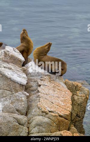 Robben sonnen sich auf Felsen im Wasser vor der Küste von Monterey, Kalifornien. Stockfoto