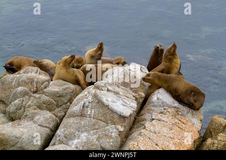 Robben sonnen sich auf Felsen im Wasser vor der Küste von Monterey, Kalifornien. Stockfoto