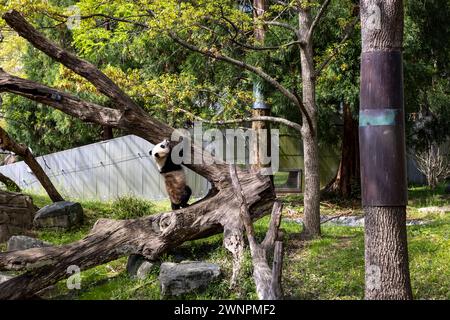 Washington D.C. beherbergt den Smithsonian Zoo, den National Zoo der Vereinigten Staaten, in dem Pandas bis 2023 aus China geliehen wurden. Stockfoto