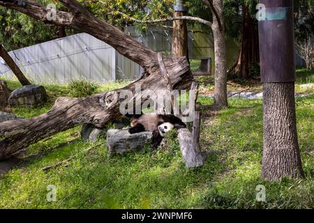Washington D.C. beherbergt den Smithsonian Zoo, den National Zoo der Vereinigten Staaten, in dem Pandas bis 2023 aus China geliehen wurden. Stockfoto