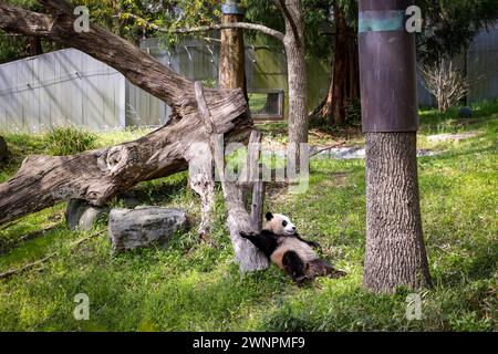 Washington D.C. beherbergt den Smithsonian Zoo, den National Zoo der Vereinigten Staaten, in dem Pandas bis 2023 aus China geliehen wurden. Stockfoto