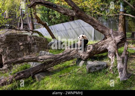 Washington D.C. beherbergt den Smithsonian Zoo, den National Zoo der Vereinigten Staaten, in dem Pandas bis 2023 aus China geliehen wurden. Stockfoto