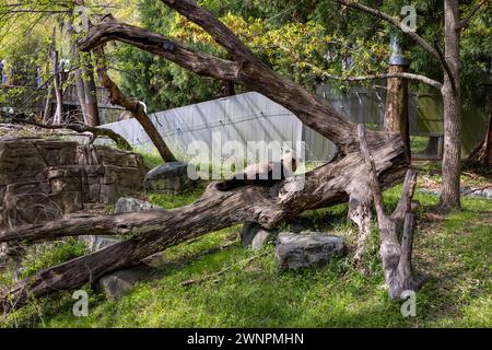 Washington D.C. beherbergt den Smithsonian Zoo, den National Zoo der Vereinigten Staaten, in dem Pandas bis 2023 aus China geliehen wurden. Stockfoto