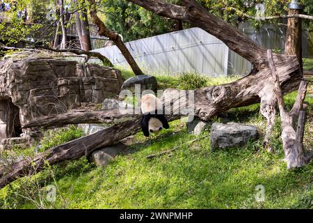 Washington D.C. beherbergt den Smithsonian Zoo, den National Zoo der Vereinigten Staaten, in dem Pandas bis 2023 aus China geliehen wurden. Stockfoto