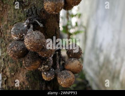 Kepelfrüchte oder Burahol (Stelechocarpus burahol) mit vielen schwarzen Ameisen (Dolichoderus thoracicus), auf dem Baumstamm, ausgewählter Fokus. Stockfoto
