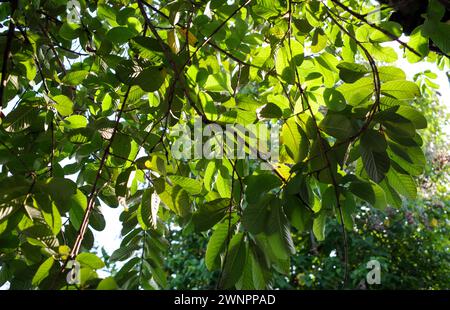 Junge grüne Guave-Blätter (Psidium guajava), Hintergrundaufnahme. Stockfoto