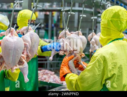 Die Arbeiter greifen die Hähnchenschenkel und ziehen sie heraus, um das Schneiden zu erleichtern. Stockfoto