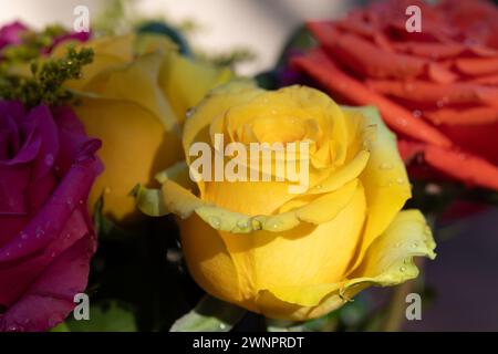 Gelbe Rose mit Wasser auf den Blütenblättern Stockfoto
