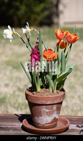 Gemischte Blumen, die zusammen in einem Topf wachsen Stockfoto