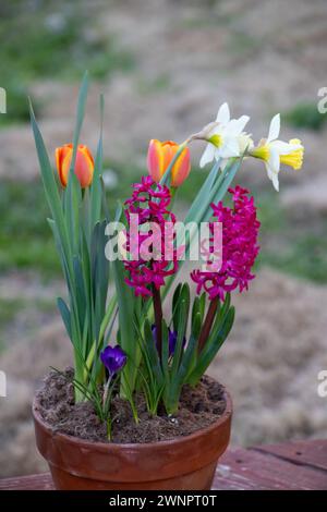 Gemischte Blumen, die zusammen in einem Topf wachsen Stockfoto