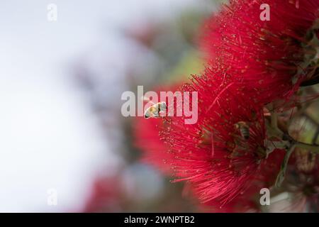 Bienen, die die hellroten Blüten des Pohutukawa bestäuben, auch bekannt als der neuseeländische Weihnachtsbaum Stockfoto