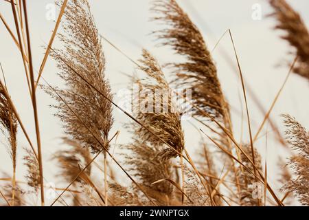 Trockenes Schilf wiegt im Wind. Braunes Pampasgras gegen herbstlichen Himmel. Wild wachsende Pflanzen. Vertikales Foto mit Makrocharakter. Natürliche Federn wie Gras Stockfoto