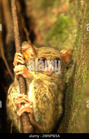 Porträt eines Spektraltarsiers (Tarsius spectrumgurskyae) im Tangkoko Nature Reserve, Nord-Sulawesi, Indonesien. Neben diesem gibt es im langen nördlichen Arm der Insel Sulawesi zwei weitere Arten von Tarsier: Tarsius supriatnai (in Gorontalo) und Tarsius wallacei (in Tinombo). laut einem Team von Primatologen unter der Leitung von Zuliyanto Zakaria in ihrem Artikel, der in einer Juni-Ausgabe 2023 des International Journal of Primatology veröffentlicht wurde, ist Primatenkonservierung eine Verhaltensherausforderung und erfordert daher verhaltensinformierte Lösungen, so ein anderes Team von Wissenschaftlern unter der Leitung von Harry Hilser. Stockfoto