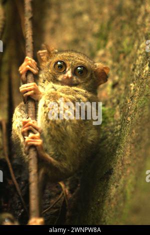 Porträt eines Spektraltarsiers (Tarsius spectrumgurskyae) im Tangkoko Nature Reserve, Nord-Sulawesi, Indonesien. Neben diesem gibt es im langen nördlichen Arm der Insel Sulawesi zwei weitere Arten von Tarsier: Tarsius supriatnai (in Gorontalo) und Tarsius wallacei (in Tinombo). laut einem Team von Primatologen unter der Leitung von Zuliyanto Zakaria in ihrem Artikel, der in einer Juni-Ausgabe 2023 des International Journal of Primatology veröffentlicht wurde, ist Primatenkonservierung eine Verhaltensherausforderung und erfordert daher verhaltensinformierte Lösungen, so ein anderes Team von Wissenschaftlern unter der Leitung von Harry Hilser. Stockfoto