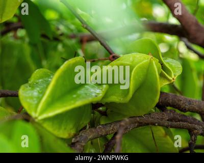 Grüne Sternfrucht auf dem Baum ein Sonnenstrahl, der durch die Blätter und Zweige strömt Stockfoto