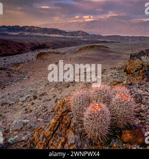 Sonnenaufgang, Baumwipfel, Echinocactus polycephalus, Echo Canyon, Telescope Peak, Kopie des Death Valley National Park, Kalifornien Stockfoto