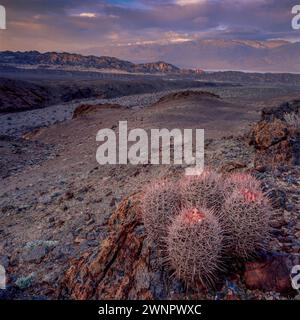 Sonnenaufgang, Cottontops, Echinocactus polycephalus, Echo Canyon, Death Valley National Park, Kalifornien Stockfoto