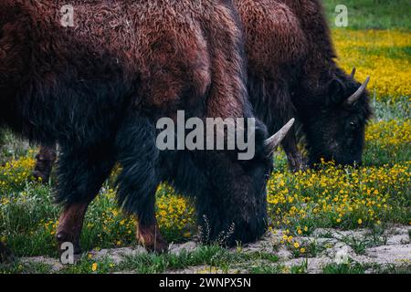Amerikanische Bisons grasen auf einer Frühlingswiese. Nahaufnahme wilder Tiere Stockfoto
