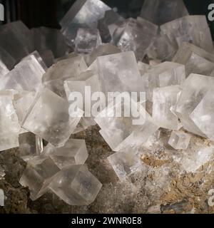 Würfelförmige Kristalle des Mineralhalits in einer Mineralsammlung Stockfoto