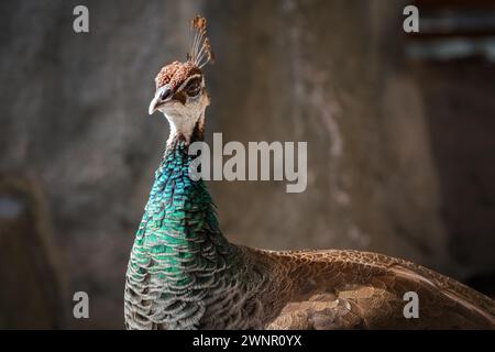 Männliche Indische Pfauze. Indische Pfauzen sind eine Art in einer Gruppe von Vögeln, die Fasane genannt werden. Die Männchen werden Pfauen genannt, während die Weibchen pe genannt werden Stockfoto