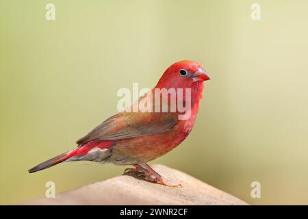 Ein männlicher Rotschnabelfeuerfinke (Lagonosticta senegala), der auf einem Felsen in Südafrika thront Stockfoto