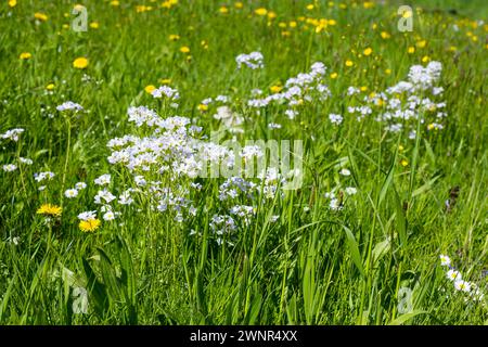 Wiesen-Schaumkraut Cardamine pratensis in Blüte, Triebischtal, Sachsen, Deutschland *** Wiesenschaumkraut Cardamine pratensis in Flower, Triebischtal, S Stockfoto