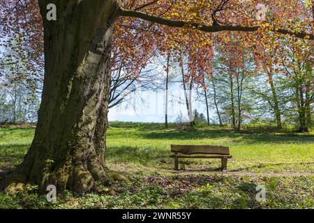 Blutbuche Fagus sylvatica f. purpurea, mit erstem Frühlingslaub im Park vom Rittergut Tanneberg, Klipphausen, Sachsen, Deutschland *** Europäische Buche Stockfoto