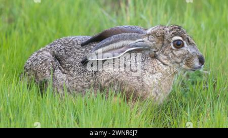 Schwarzschwanz-Kaninchen, der die Ohren platt und den Körper schrumpft, um sich zu verstecken. Shoreline Lake and Park, Santa Clara County, Kalifornien. Stockfoto