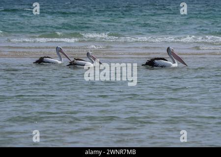 Adelaide, SA Australien 4. März 2024. Australische Pelikane (. Pelecanus Conspicillatus schwimmt entlang der Küste im Küstenvorort Henley Adelaide an einem warmen Tag ist die australische Pelikanart an den Küstengewässern Australiens, Neuseelands, Neuguineas und Fidschis verbreitet. Quelle: amer Gazzal/Alamy Live News Stockfoto