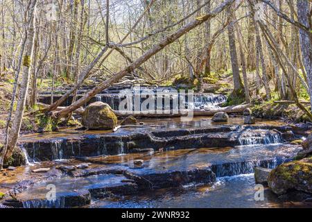 Creek mit kleinen Wasserfällen in einem Wald ein sonniger Frühlingstag Stockfoto