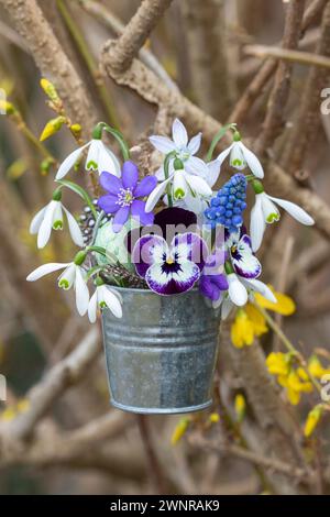 blumenarrangement mit violetter Bratsche, Schneeglöckchen, Traubenhyazinthe und Puschkinia im Zinktopf, der an einem Ast hängt Stockfoto