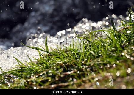 Nahaufnahme von lebendigem grünem Gras mit sprudelndem Wasser am Flussufer nahe der Donau im Frühling Stockfoto