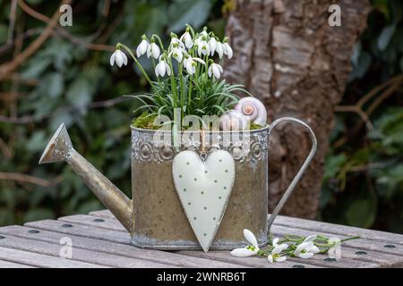 Schneeglöckchen in dekorativer Gießkanne im Garten Stockfoto