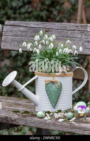 Schneeglöckchen in dekorativer Gießkanne auf einer Gartenbank Stockfoto