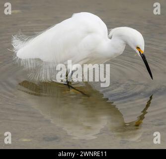 Snowy Egret foraging in shallow waters. Shoreline Lake and Park, Santa Clara County, California, USA. Stockfoto
