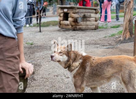 Ein Schlittenhund, der auf die Besucher blickt. Denali Nationalpark und Preserve. Alaska. Stockfoto