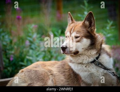 Ein Schlittenhund ruht im Denali National Park and Preserve. Alaska. Stockfoto