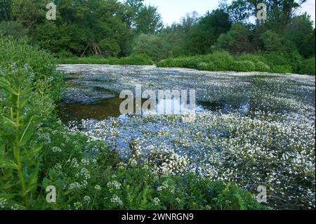 Frühlingslandschaft in der Nähe von Aldea del Fresno und der Flora des Flusses Alberche in zentralspanien Stockfoto