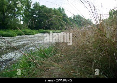 Frühlingslandschaft in der Nähe von Aldea del Fresno und der Flora des Flusses Alberche in zentralspanien Stockfoto