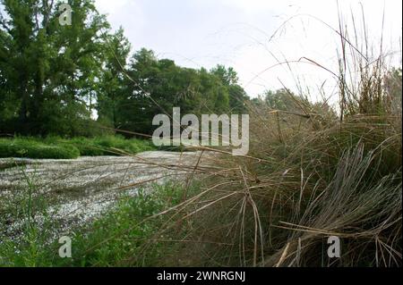 Frühlingslandschaft in der Nähe von Aldea del Fresno und der Flora des Flusses Alberche in zentralspanien Stockfoto