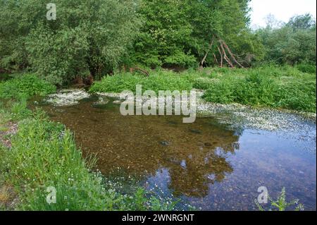 Frühlingslandschaft in der Nähe von Aldea del Fresno und der Flora des Flusses Alberche in zentralspanien Stockfoto