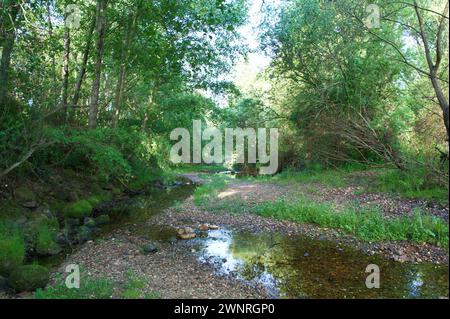 Frühlingslandschaft in der Nähe von Aldea del Fresno und der Flora des Flusses Alberche in zentralspanien Stockfoto