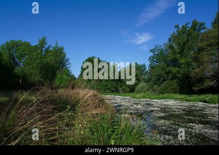 Frühlingslandschaft in der Nähe von Aldea del Fresno und der Flora des Flusses Alberche in zentralspanien Stockfoto