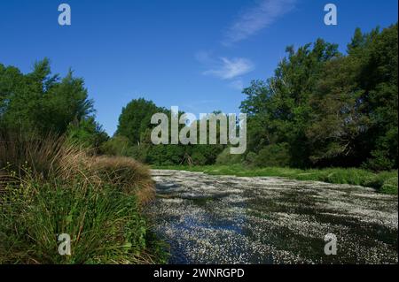 Frühlingslandschaft in der Nähe von Aldea del Fresno und der Flora des Flusses Alberche in zentralspanien Stockfoto