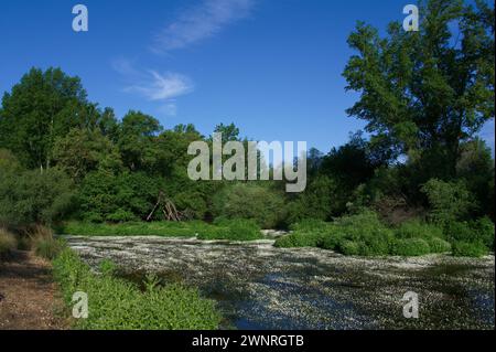 Frühlingslandschaft in der Nähe von Aldea del Fresno und der Flora des Flusses Alberche in zentralspanien Stockfoto