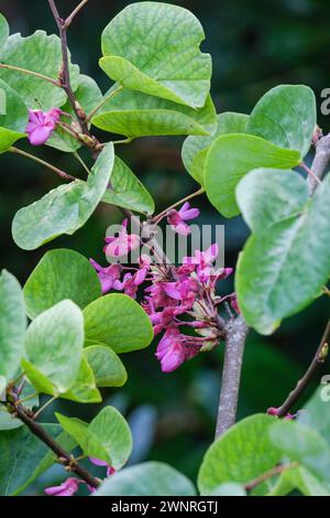 Cercis siliquastrum Bodnant, Judas Tree Bodnant, Cluster, tiefviolette, erbsenförmige Blüten, herzförmige Blätter Stockfoto