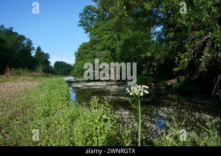 Frühlingslandschaft in der Nähe von Aldea del Fresno und der Flora des Flusses Alberche in zentralspanien Stockfoto