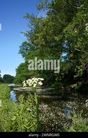 Frühlingslandschaft in der Nähe von Aldea del Fresno und der Flora des Flusses Alberche in zentralspanien Stockfoto