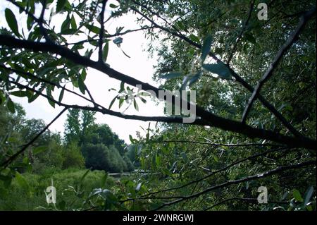 Frühlingslandschaft in der Nähe von Aldea del Fresno und der Flora des Flusses Alberche in zentralspanien Stockfoto